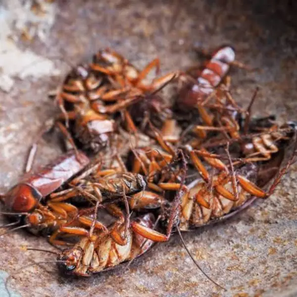 2-Ingredient Homemade Cockroach Bait