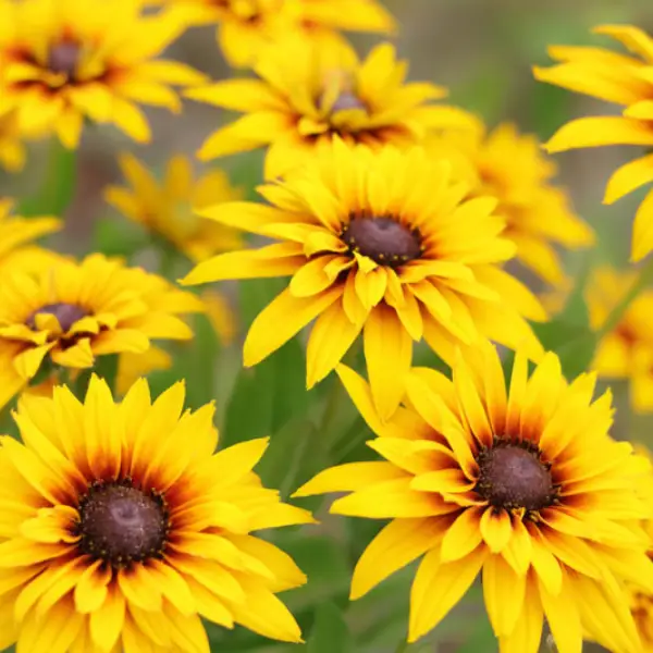 What To Do With Black-Eyed Susan in August – 4 Simple Jobs To Keep Flowers Coming Through Fall