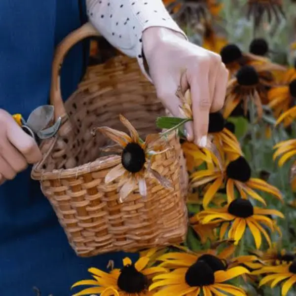 What To Do With Black-Eyed Susan in August – 4 Simple Jobs To Keep Flowers Coming Through Fall