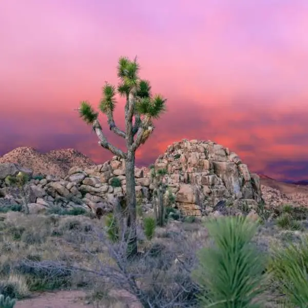 My Unwavering Love for Joshua Tree: An Intimate Narrative & Guide for Joshua Tree, California