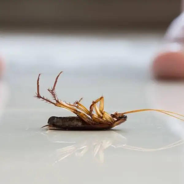 2-Ingredient Homemade Cockroach Bait