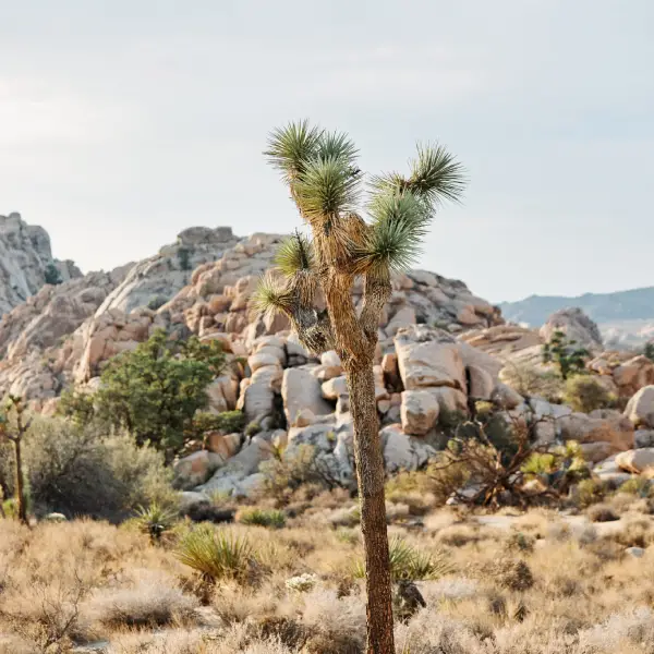 My Unwavering Love for Joshua Tree: An Intimate Narrative & Guide for Joshua Tree, California