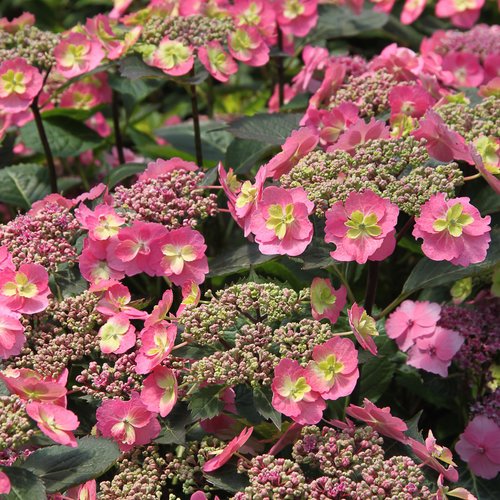 Hydrangeas Unpruned For Wildlife