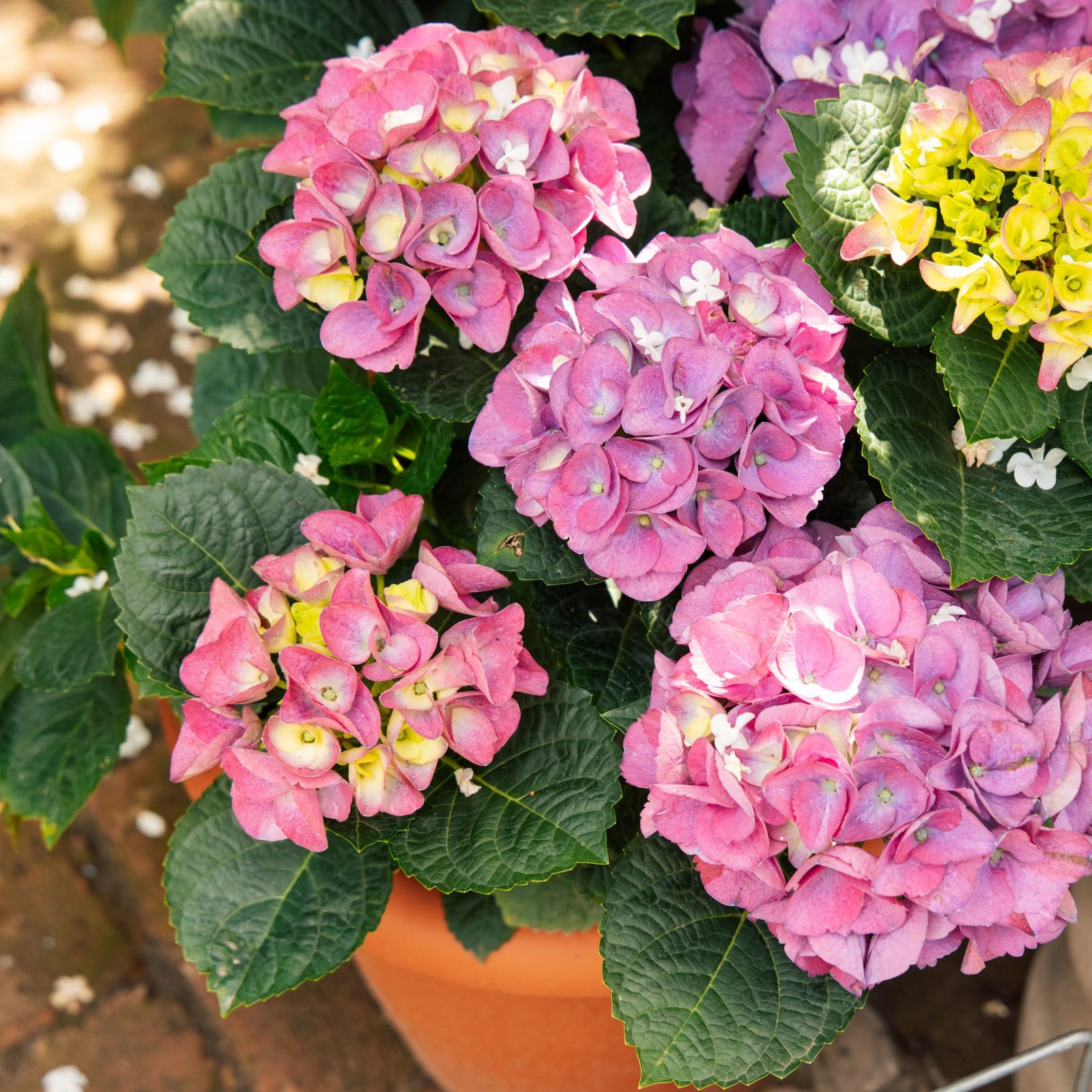 Hydrangeas In October