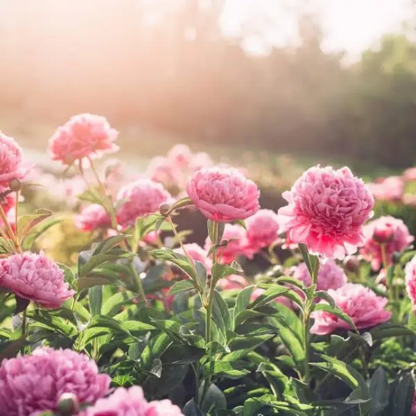 Design and Grow a Beautiful Garden, Expertly Curated for Every Season